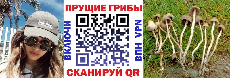 даркнет сайт Таганрог Псилоцибиновые грибы MAGIC MUSHROOMS